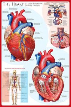 the human heart puzzle is shown with diagrams and instructions for each piece in this puzzle