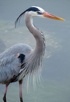 a large bird standing on top of a body of water