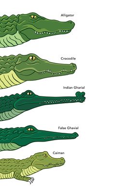 four alligators in different colors and sizes, all with their names written on them