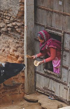 a woman feeding a cow with a wooden spoon