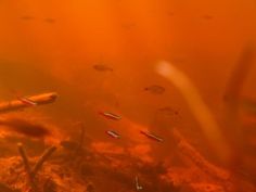 Mosquito Larvae, The Aquarium, Aquatic Plants, The Fish, Fish, Magazine