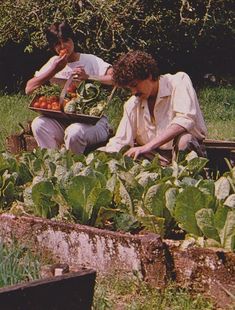 two men are picking vegetables in an outdoor vegetable garden, one is holding a tray with tomatoes and the other has lettuce