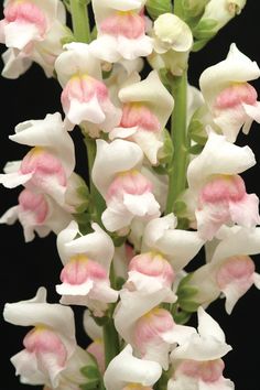 white and pink flowers with green stems in front of black backgrounnd background