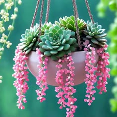 Succulent Tree, Porch Flowers, Succulent Garden Design, Happy Dhanteras, Unusual Flowers, Diy Gardening, Beautiful Plants, Beautiful Images Nature, Cactus Succulents