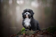 Fotosessies en workshops hondenfotografie Survivor Dogs, Amazing Portraits, Dogs Photography, Photoshoot Idea, Pet Photographer, Pet Photography, Ipa