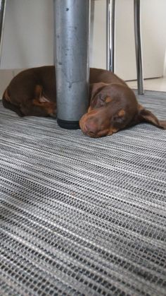 a brown dog laying under a metal table