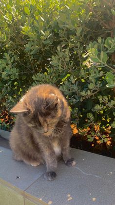 a cat sitting on top of a table next to a bush