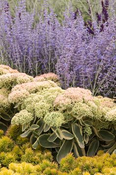 many different types of plants with purple flowers