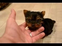 a small black and brown puppy being held in someone's hand