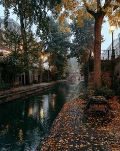 a river running through a lush green forest next to tall buildings with lights on them