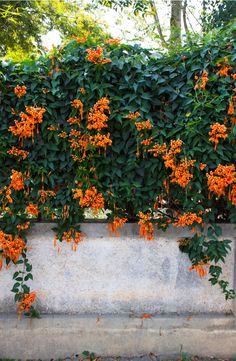 orange flowers growing on the side of a cement wall