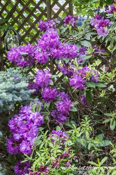 Rhododendron Care: How To Grow Beautiful Rhododendrons and Azaleas Rhododendron Bush, Rhododendron Care, Shade Loving Shrubs, Azalea Bush, Plants Under Trees, Shade Flowers, Perennial Shrubs, Spring Plants