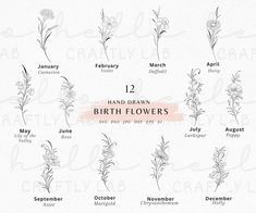 the 12 hand drawn birth flowers