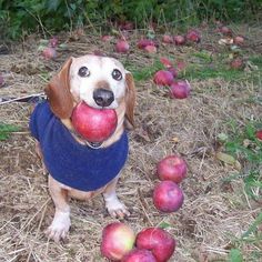 a dog with an apple in its mouth sitting on the ground next to some apples