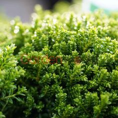 closeup of green plants with water droplets on them