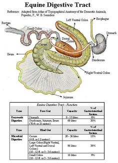 an animal's digest diagram with the name and description