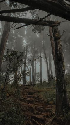 a trail in the woods with trees and fog