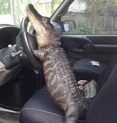 an alligator is sitting in the driver's seat of a car