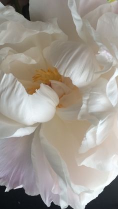 a large white flower sitting on top of a table