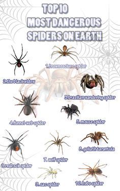 the top 10 most dangerous spider species in the world, with their names and pictures