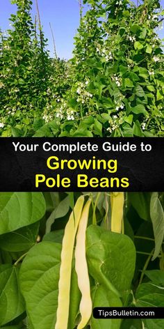 the complete guide to growing pole beans