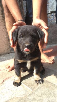 a small black and brown dog sitting on top of a stone floor next to a person's hand