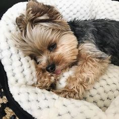 a small dog laying on top of a blanket