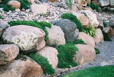 a rock garden with green plants growing out of it