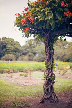 a tree with red flowers growing on it's branches in the middle of a field