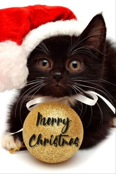 a black cat wearing a santa hat and holding a merry christmas ornament