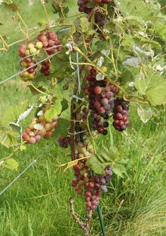 grapes are growing on the vine in an open field, with grass and weeds behind them