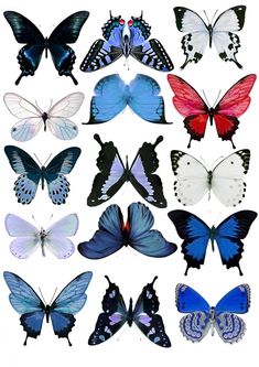 a bunch of different colored butterflies on a white background