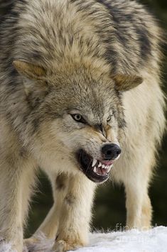 a wolf with its mouth open walking in the snow