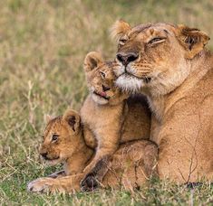 two adult lions and one baby lion laying in the grass with their heads on each other's shoulders