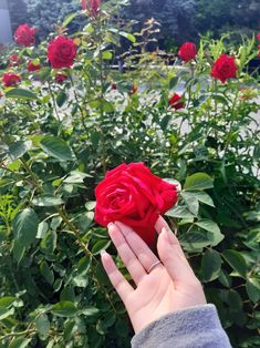 a person holding a red rose in their hand