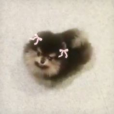 a small black and white dog with pink bows on it's head