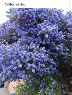 blue flowers are growing on the side of a building