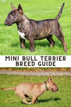 6 Things to Know About Miniature Bull Terriers: Mini Bull Terrier Breed Guide Miniature English Bull Terrier, Mini Bull Terrier, British Bull Terrier, Terrier Mix Breeds, Mini Bull Terriers, Clay Sculptures