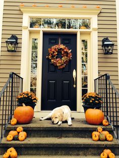 a dog laying on the steps next to some pumpkins