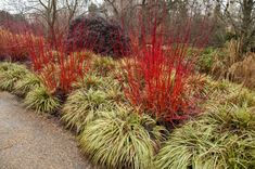 red and green plants line the side of a road in front of some shrubbery