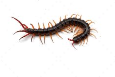 a centipeus larva on a white background - stock photo - images