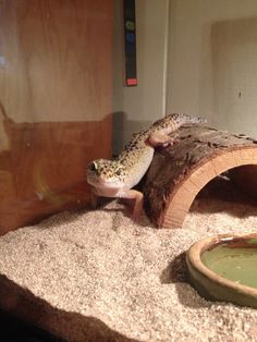 a gecko sitting on top of a piece of wood next to a water bowl