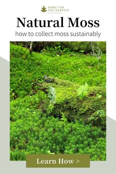 a book cover with the title natural moss how to collect moss naturally learn how to use it