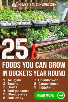 25 Foods You Can Grow In Buckets Year Round Year Round Garden, Grow Your Own Vegetables, Vegtable Garden, Growing Your Own Food, Garden Remedies, Grow Food