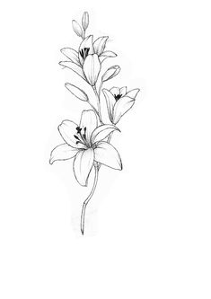 a black and white drawing of some flowers