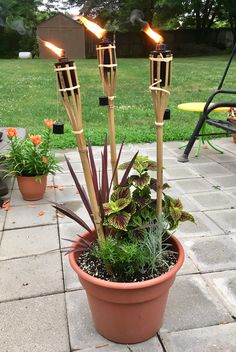 a potted plant with candles in it sitting on the ground next to some flowers