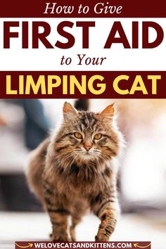 a cat walking across a floor with the words how to give first aid to your jumping cat