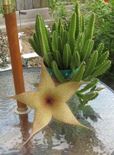 a potted plant sitting on top of a glass table next to a wooden pole