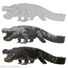 three different alligators are shown side by side