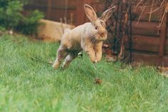 a small rabbit running through the grass in front of a wooden fence and building behind it